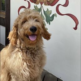 Buddy - Goldendoodle
