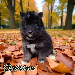 Bethlehem - Agouti and white male Siberian Husky puppy in West Liberty, Ohio from Skyfallsiberians