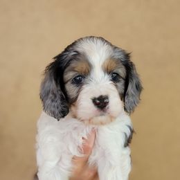 Cavapoo Puppies from Southwest Cavapoos