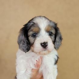 Cavapoo Puppies from Southwest Cavapoos