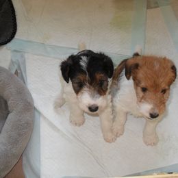 Wire Fox Terrier Puppies from Fox Lore Terriers
