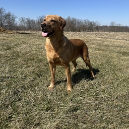 Pepper - Labrador Retriever