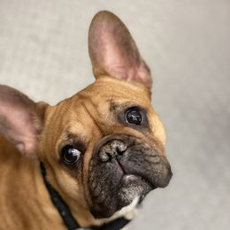 Fire - French Bulldog