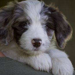Teddy - Red merle male Aussiedoodle puppy in Churchville, New York from Bluebird Family Farm