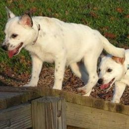 Australian Cattle Dogs from Woodin Farms
