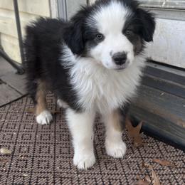 Curry - Black tri male Miniature American Shepherd puppy in Greenboro, North Carolina from Rustlingrass Miniature American Shepherds