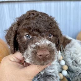 Lagotto Romagnolo Puppies from Agapē Lagotto Romagnolo