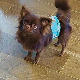 Mini Baby Doll8500 (small ) - Cream and white male Chihuahua puppy in Santa Rosa Beach, Florida from Eva's Chihuahua