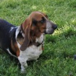 Basset Hounds from Carters Hound Dog Ranch