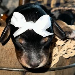 Dachshund All Grown Up from Neens Weens Kennels