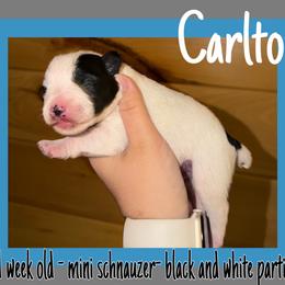 Carlton - Parti male Miniature Schnauzer puppy in Falcon, Missouri from The Way Dog Breeding