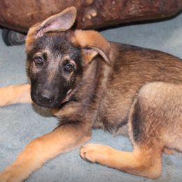 German Shepherd Puppies from Griffin's Mountain Kennel