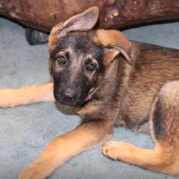 German Shepherd Puppies from Griffin's Mountain Kennel