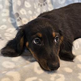 Tank - Black and tan male Dachshund puppy in Tonopah, Arizona from Desert Diamond Dachshunds