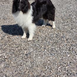 Zira - Black and white female Shetland Sheepdog puppy in Greenfield, Ohio from KJAV Shetland Sheepdogs