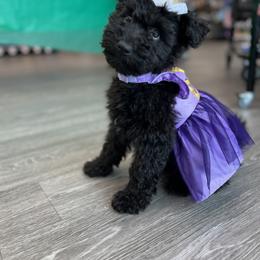 Chinese Shar-Pei and Pumi Puppies from Nixie Kennels