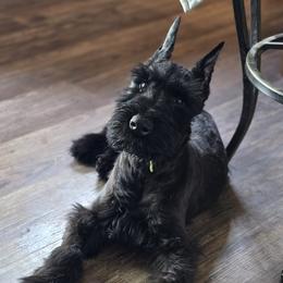 Stella - Black female Giant Schnauzer puppy in Billings (Bil), Montana from Kaiser's Giants