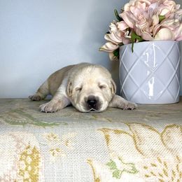 Labrador Retriever Puppies from Salt Run Retrievers