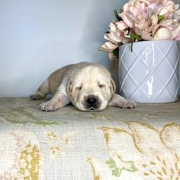 Labrador Retriever Puppies from Salt Run Retrievers