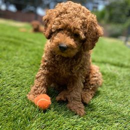 Poodle Puppies from Rawkiss Poodles