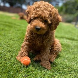 Poodle Puppies from Rawkiss Poodles