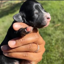 Scoop - Black and cream male Dachshund puppy in Orem, Utah from Miekca’s Dachshunds