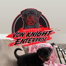 Irving orange collar male - Black and mahogany male Rottweiler puppy in Corydon, Indiana from Rottweiler von knight enterprise