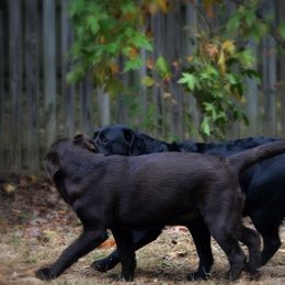 Labrador Retriever All Grown Up from EverOak Labradors