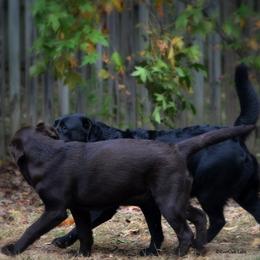Labrador Retriever All Grown Up from EverOak Labradors