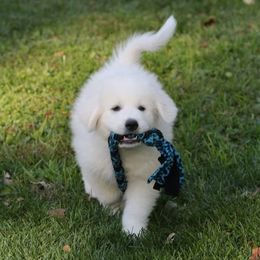 Great Pyrenees Puppies from Judith Cooper’s Great Pyrenees