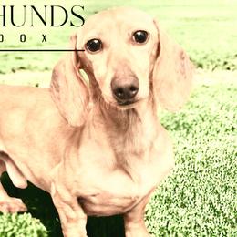 Pedro - Dachshund