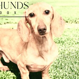 Pedro - Dachshund