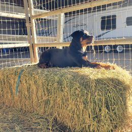 Rottweiler Puppies from Gottlïchen Rottweilers