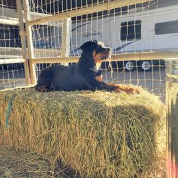 Rottweiler Puppies from Gottlïchen Rottweilers