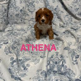 Athena - Red female Cavapoo puppy in Sherwood, Michigan from Patrick's Puppies