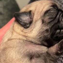 Pugs from Sonja Wing