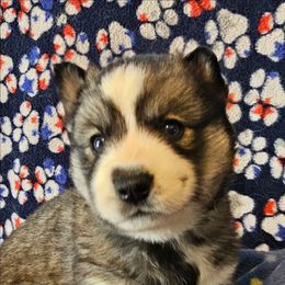 2 (red) - Black tan and white male Siberian Husky puppy in Dane, Wisconsin from Sunny Hurricane Siberians
