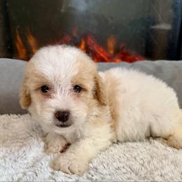 Lucy - Parti female Goldendoodle puppy in Pensacola, Florida from Goldendoodles Love You in Pensacola Friend Edition
