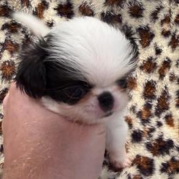 Girl 2 - Black and white female Japanese Chin puppy in Little Rock, Arkansas from Montra Japanese Chin & Cavalier King Charles Spaniels