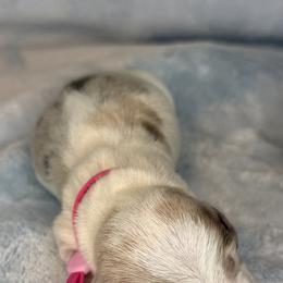 Darla - Dapple female Dachshund puppy in Lexington, Oklahoma from BooneDox Miniature Dachshunds