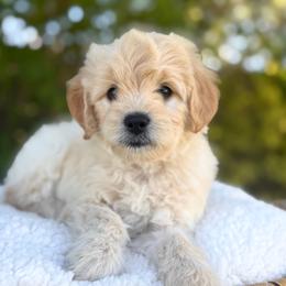 Lucky - Cream male Goldendoodle puppy in Highland, Utah from Angel Pups Deluxe
