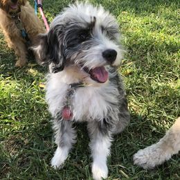 Bernedoodles and Goldendoodles from ATX Delightful Doodles