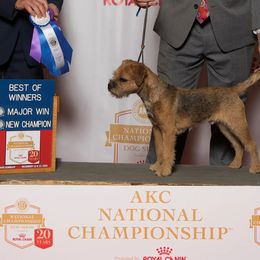 Border Terrier All Grown Up from Hardtack