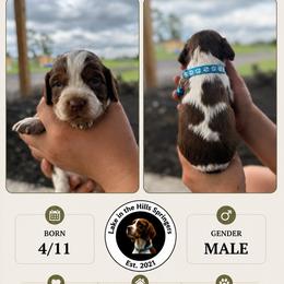 Boy 1 - Liver white and tan male English Springer Spaniel puppy in Fort Meade, Florida from Lake in the Hills Springers