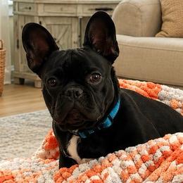 Geoffrey - White and black male French Bulldog puppy in Tampa Bay, Florida from Woodpecker Ridge Pups