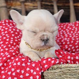 Sundae - Cream female French Bulldog puppy in Hudson, North Carolina from Pawsh Petites
