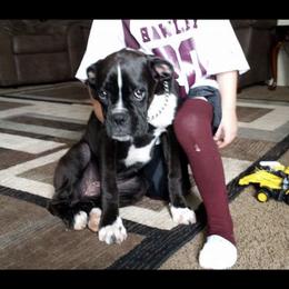 Boxer and Shih Tzu Puppies from L&L European Boxers and Shih Tzus