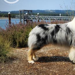 Australian Shepherds from Taneum Creek Australian Shepherds
