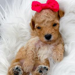 Cavapoo puppies from Doodle Babies