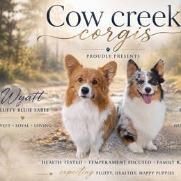 American Corgi puppies from There and Back Again Corgis